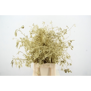 Elzenprop Gold per bunch