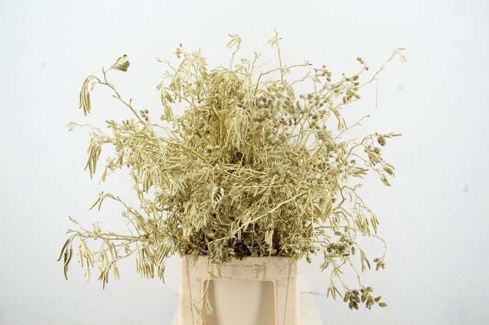 <h4>Elzenprop Gold per bunch</h4>