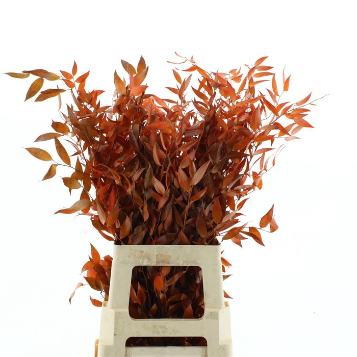 <h4>Pres Ruscus Orange</h4>