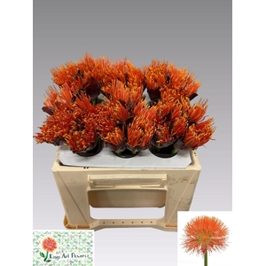 SCAD M KING O ORANGE