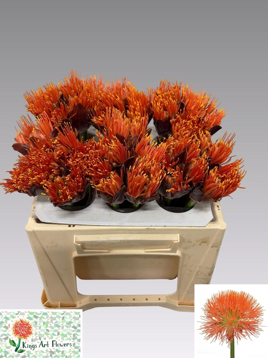 <h4>SCAD M KING O ORANGE</h4>