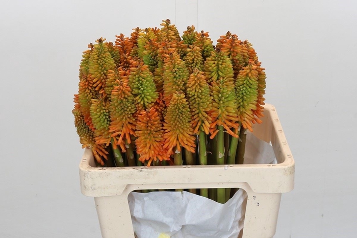 <h4>Kniphofia  'Eycone Peach'</h4>