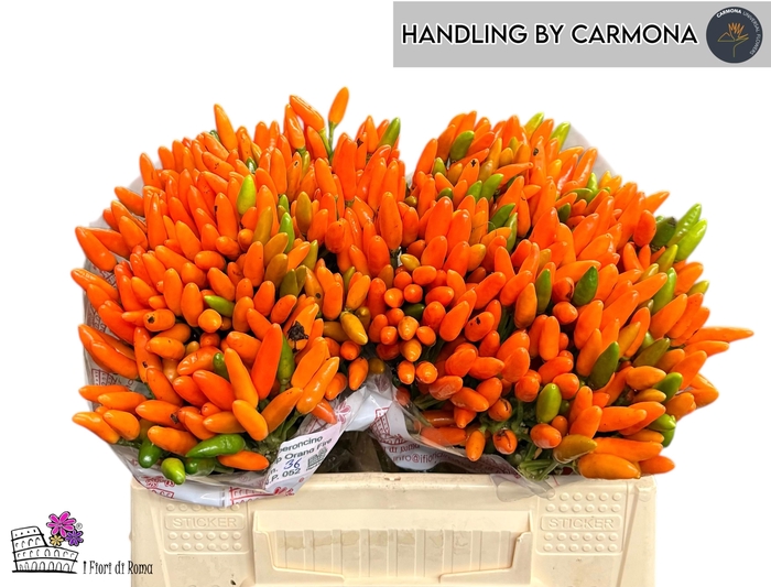 <h4>CAP ORANGE FIRE</h4>