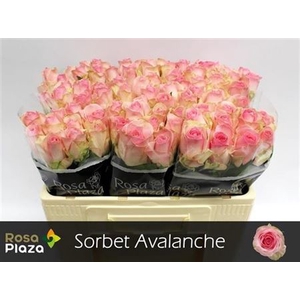 R Gr Avalanche Sorb