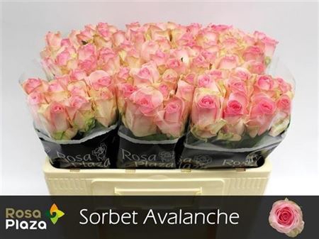 R Gr Avalanche Sorb