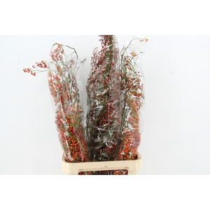 ROSA CORALLO ORANGE 110CM