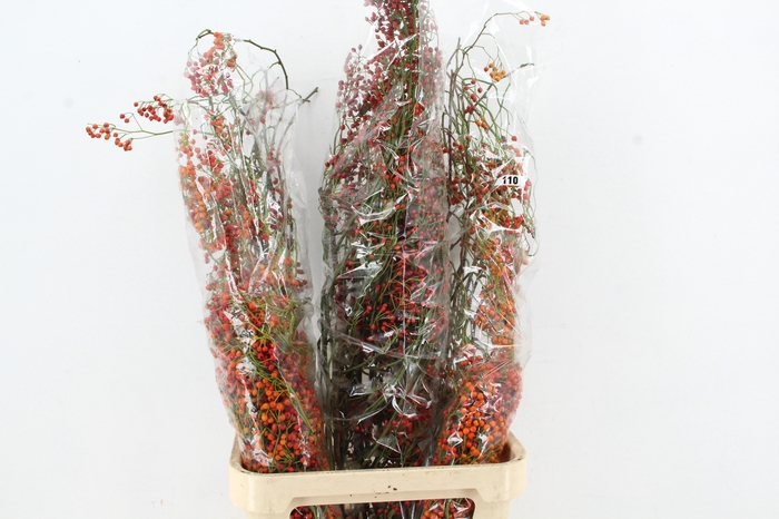 <h4>ROSA CORALLO ORANGE 110CM</h4>