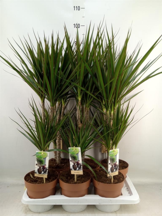 <h4>Dracaena marg.</h4>