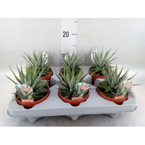 Haworthia fasciata 'Big Band'