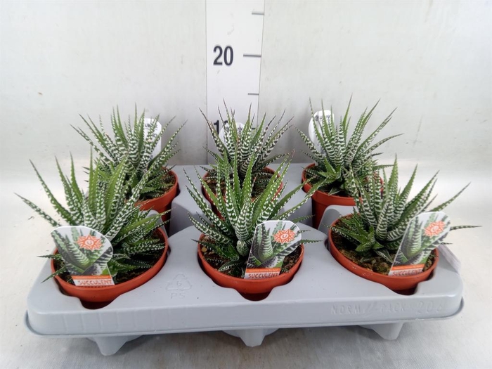 <h4>Haworthia fasciata 'Big Band'</h4>