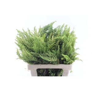 Kaaps Erica Greens