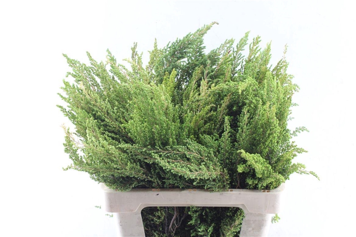 <h4>Kaaps Erica Greens</h4>