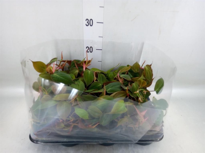 <h4>Philodendron scand.</h4>