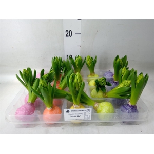 Hyacinthus orie.   ...waxed L%