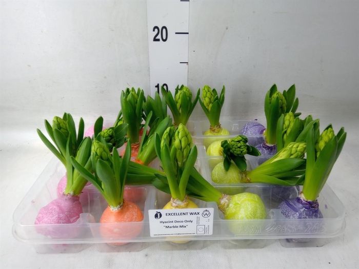 <h4>Hyacinthus orie.   ...waxed L%</h4>