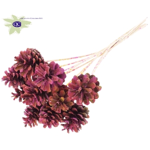 Pine cone 5-7cm on stem Multicolour Cerise