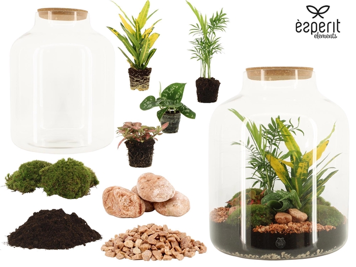 <h4>91043: DIY Terrarium arrangement</h4>