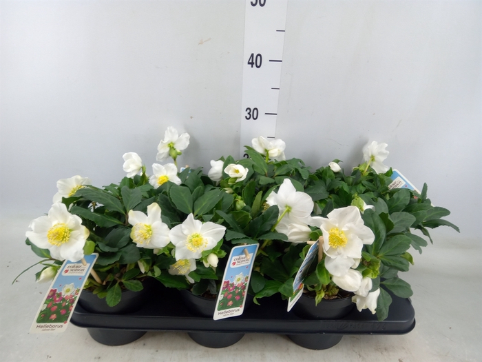 <h4>Helleborus niger 'Advent Star'</h4>