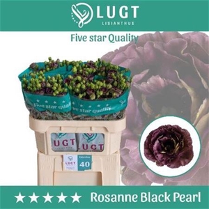 EUS G ROSANNE BLACK PEARL