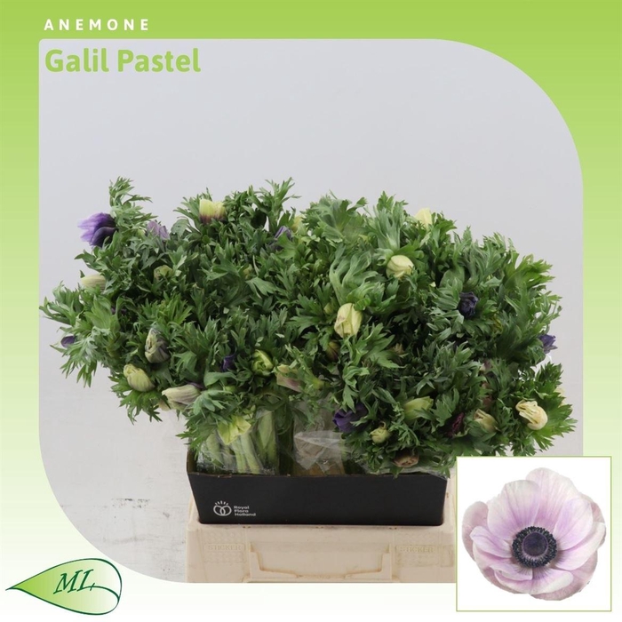 <h4>Anemone Galil Pastel</h4>