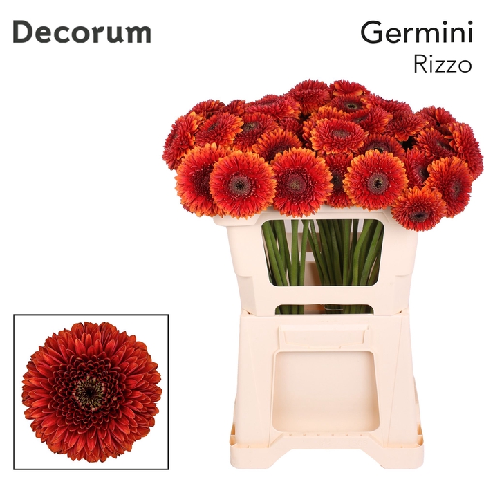 <h4>Germini Pomponi Rizzo Water</h4>