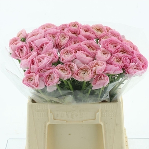 Ran Su Venere Extra (fr)