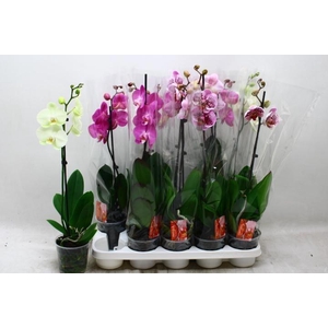 PHAL GEM
