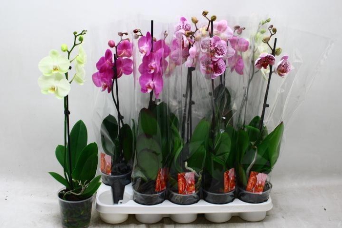 <h4>PHAL GEM</h4>
