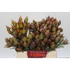 Kaaps Groen Plumosum Rubrum