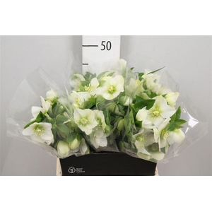 Hell Or Queens White