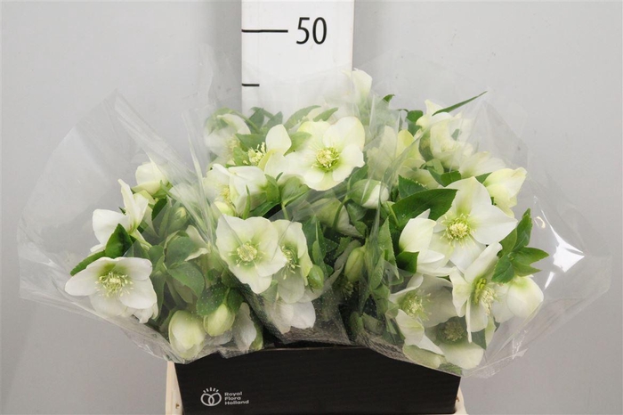 <h4>Hell Or Queens White</h4>