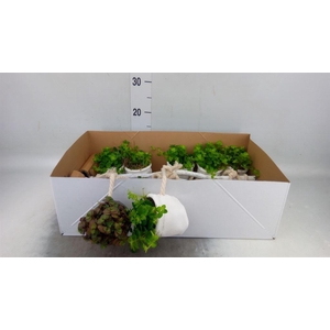 Arr.   Kamerplant Groen H%