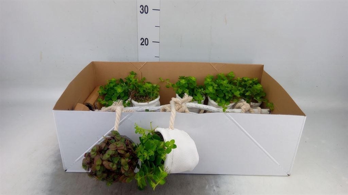 <h4>Arr.   Kamerplant Groen H%</h4>