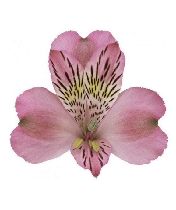 <h4>Alstr Jumbo</h4>