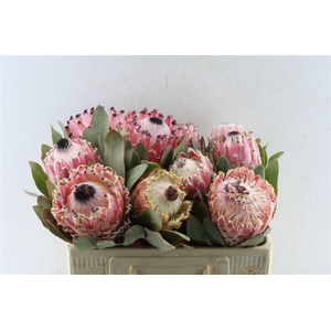 Protea Barbigera
