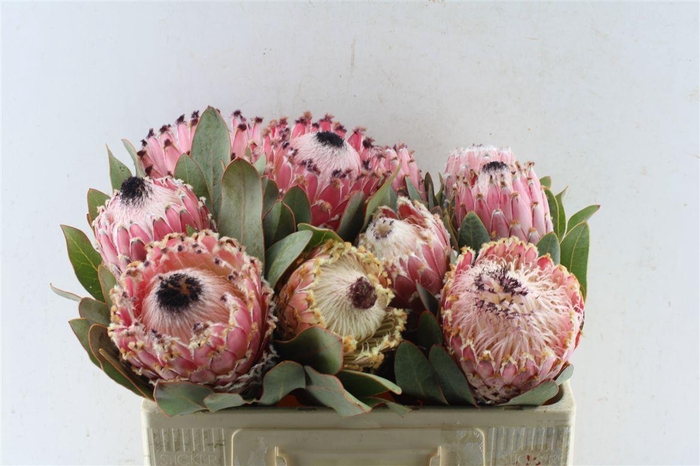 <h4>Protea Barbigera</h4>