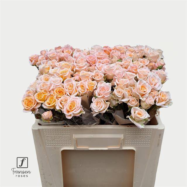 <h4>Rosa spray morning star</h4>