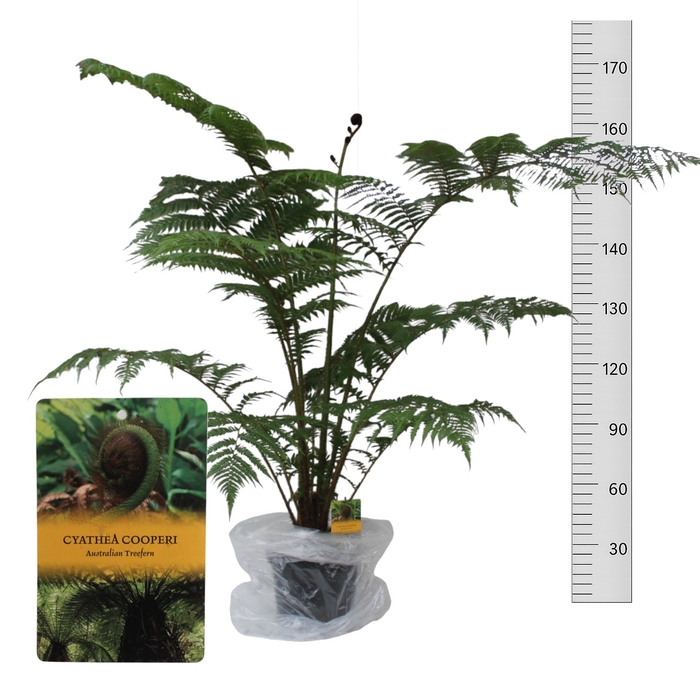 <h4>CYATHEA COOPERI</h4>