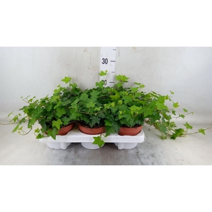 Hedera helix 'Pittsburgh'