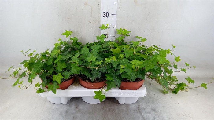 <h4>Hedera helix 'Pittsburgh'</h4>