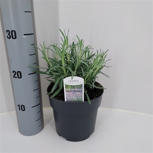 Lavandula x intermedia 'Phenomenal' ® P17 (C2) - struik