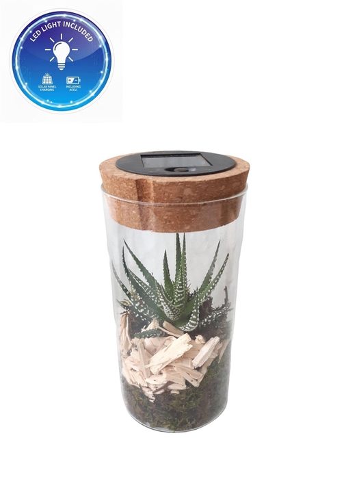 <h4>Arr.   Kamerplant Groen L%</h4>