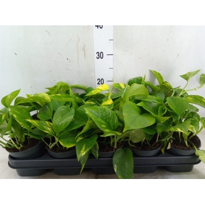 Epipremnum pinn. 'Aureum'