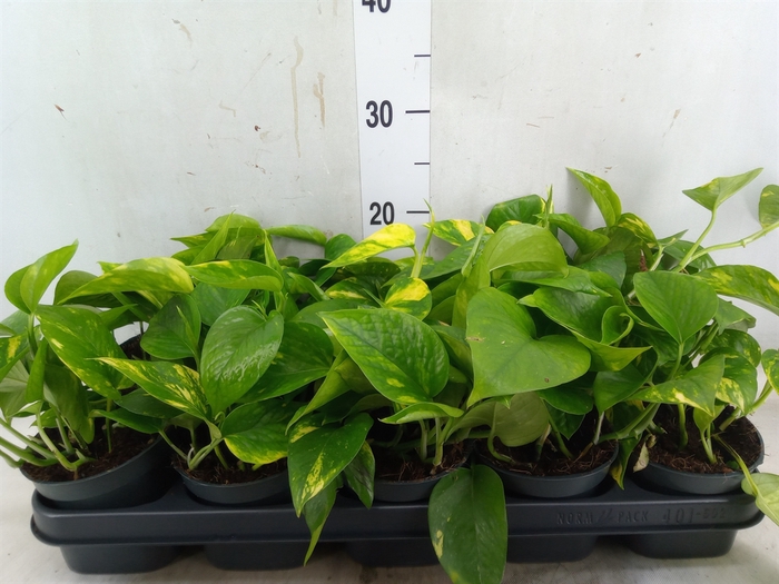 <h4>Epipremnum pinn. 'Aureum'</h4>