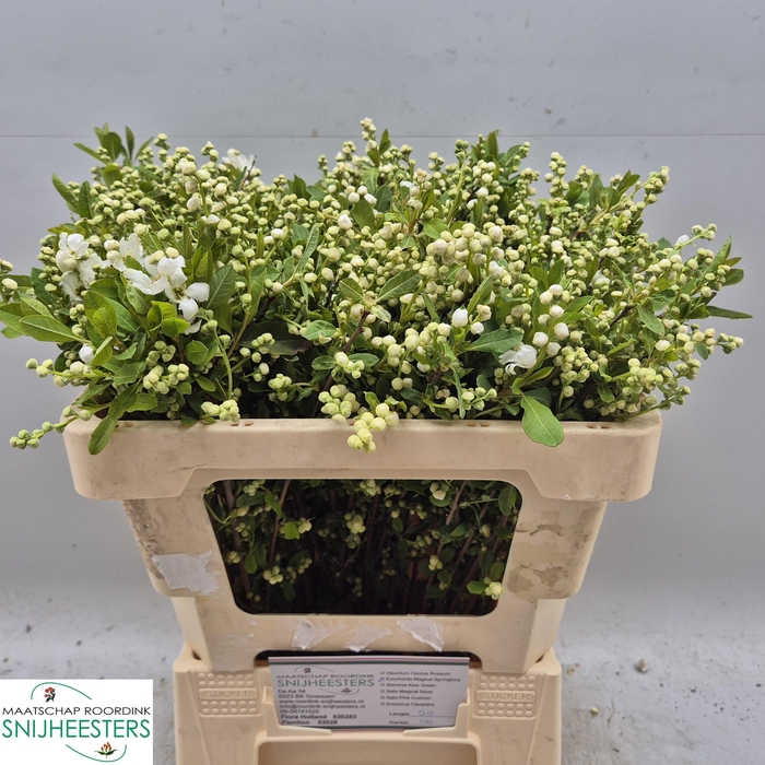 <h4>EXOC MAG SPRINGTIME</h4>