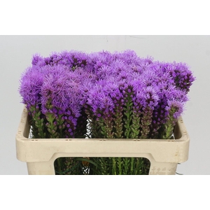 Liatris Spicata