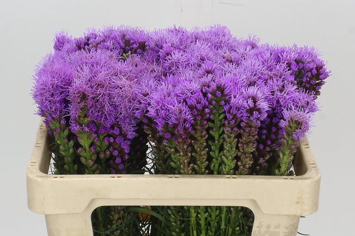 <h4>Liatris Spicata</h4>