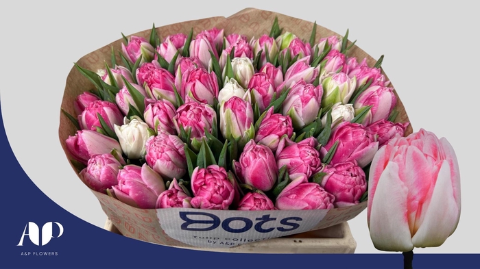 <h4>TU DU FOXTROT</h4>