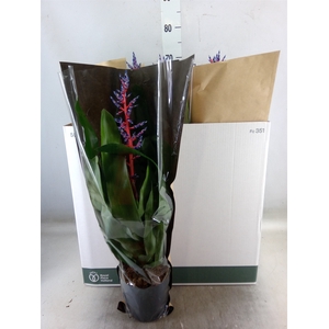 Aechmea  'Blue Rain'