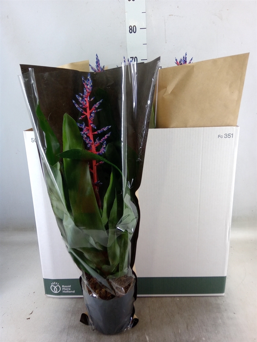 <h4>Aechmea  'Blue Rain'</h4>